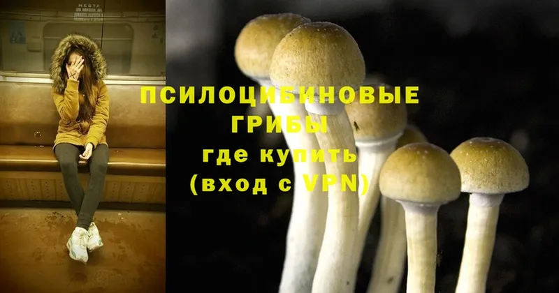 Псилоцибиновые грибы Psilocybe  Дудинка 